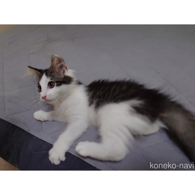 販売中の埼玉県のノルウェージャンフォレストキャット-118662の4枚目
